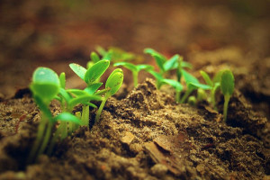 seedlings